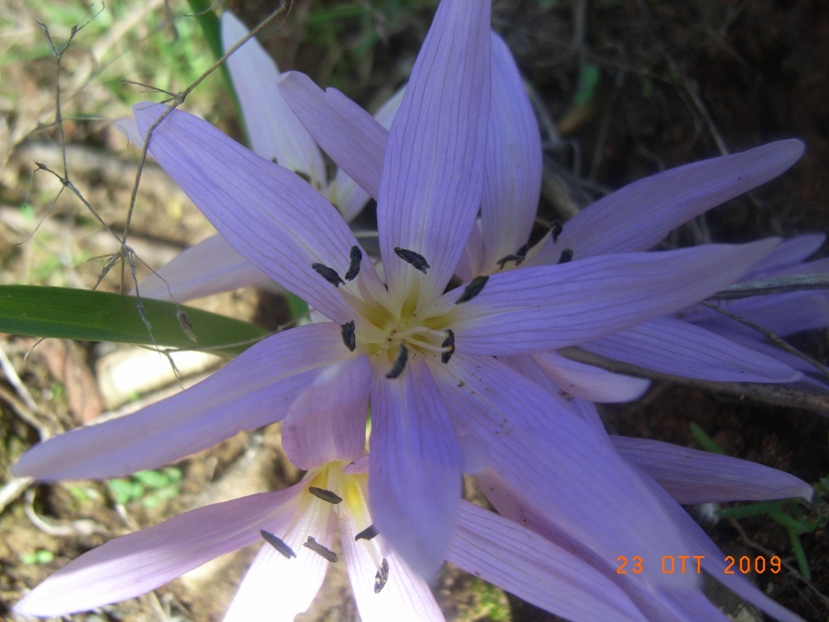 Colchicum cupanii / Colchico di Cupani